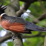 Cuckoo Filter:设计与实现